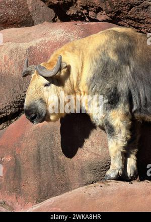 Sichuan-Takin (Budorcas taxicolor tibetana) Stockfoto