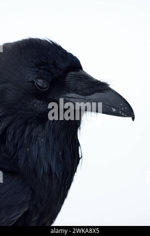 Kolkrabe Corvus corax im Winter, detailreiche Nahaufnahme, Kopfporträt, Yellowstone-Gebiet, Montana, USA. *** Gemeiner Raven Corvus Corax im Winter, Nahaufnahme, Kopfschuss, reich an Details, Yellowstone-Gebiet, Montana, USA. Wyoming Nordamerika, Vereinigte Staaten von Amerika Stockfoto