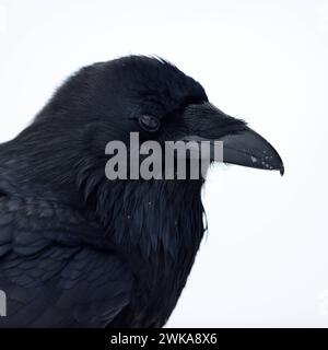 Kolkrabe Corvus corax im Winter, detailreiche Nahaufnahme, Kopfporträt, Yellowstone-Gebiet, Montana, USA. *** Gemeiner Raven Corvus Corax im Winter, Nahaufnahme, Kopfschuss, reich an Details, Yellowstone-Gebiet, Montana, USA. Wyoming Nordamerika, Vereinigte Staaten von Amerika Stockfoto