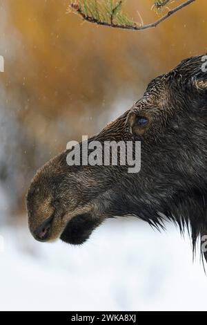 Elch Alces alces , Elchkuh, Kopfporträt eines erwachsenen Weibchens, an einem regnerischen Tag im Winter, bis auf die Haut durchnässt, im Regen, detaillreiche Nahaufnahme, Porträt, Anschnitt, Wildlife Yellowstone Area, Grand Teton, Wyoming, USA. ** Moose Alces, Kopfschuss eines erwachsenen Weibchens, Kuh, an einem regnerischen Tag im Winter, Yellowstone Area, Grand Teton, Wyoming, USA. Wyoming Nordamerika, Vereinigte Staaten von Amerika Stockfoto