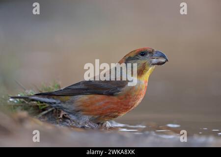 Kiefernkreuzschnabel Loxia pytyopsittacus , farbenprächtiges Männchen ist zum Trinken an eine Wasserpfütze gekommen, sitzt an einer Wasserstelle, seltener Waldvogel, heimische Vogelwelt, Europa. *** Nahaufnahme eines männlichen Papageienkreuzschnabels Loxia pytyopsittacus, der an einer natürlichen Pfütze sitzt. Deutschland, Europa Stockfoto