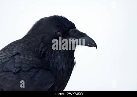 Kolkrabe Corvus corax im Winter, detailreiche Nahaufnahme, Kopfporträt, Yellowstone-Gebiet, Montana, USA. *** Gemeiner Raven Corvus Corax im Winter, Nahaufnahme, Kopfschuss, reich an Details, Yellowstone-Gebiet, Montana, USA. Wyoming Nordamerika, Vereinigte Staaten von Amerika Stockfoto