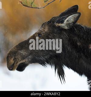 Elch Alces alces , Elchkuh, Kopfporträt eines erwachsenen Weibchens, an einem regnerischen Tag im Winter, bis auf die Haut durchnässt, im Regen, detaillreiche Nahaufnahme, Porträt, Anschnitt, Wildlife Yellowstone Area, Grand Teton, Wyoming, USA. ** Moose Alces, Kopfschuss eines erwachsenen Weibchens, Kuh, an einem regnerischen Tag im Winter, Yellowstone Area, Grand Teton, Wyoming, USA. Wyoming Nordamerika, Vereinigte Staaten von Amerika Stockfoto