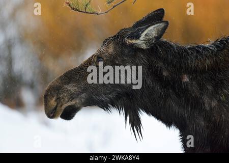 Elch Alces alces , Elchkuh, Kopfporträt eines erwachsenen Weibchens, an einem regnerischen Tag im Winter, bis auf die Haut durchnässt, im Regen, detaillreiche Nahaufnahme, Porträt, Anschnitt, Wildlife Yellowstone Area, Grand Teton, Wyoming, USA. ** Moose Alces, Kopfschuss eines erwachsenen Weibchens, Kuh, an einem regnerischen Tag im Winter, Yellowstone Area, Grand Teton, Wyoming, USA. Wyoming Nordamerika, Vereinigte Staaten von Amerika Stockfoto