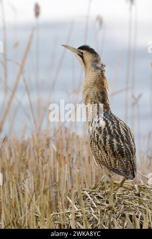 Rohrdommel Botaurus stellaris , Altvogel im Winter, klettert auf einen Haufen aus Riedgras, Schilfgras, exponiert auf einem kleinen Hügel stehen, Schilfhügel, beobachtet die Umgebung, seltene Beobachtung, heimische Vogelwelt, Tierwelt, Tierwelt EUR Great Bittern Botaurus stellaris, Erwachsener im Winter, Wandern, Klettern, auf einem kleinen Hügel exponiert stehen, Schilfhügel, beobachten, Tierwelt, Europa. Deutschland, Europa Stockfoto