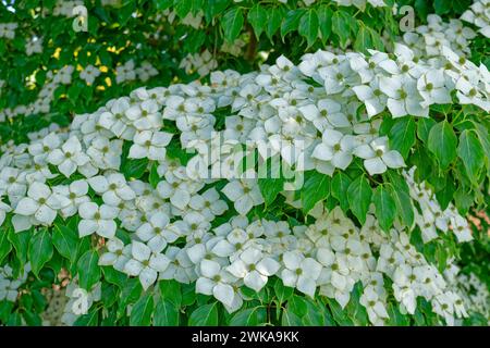 Ein Kousa weißer Hartholzbaum, auch bekannt als ein chinesischer Hartholz in voller Blüte mit großen weißen spitzen Blüten auf Zweigen mit grünem Laub, Teilansicht c Stockfoto