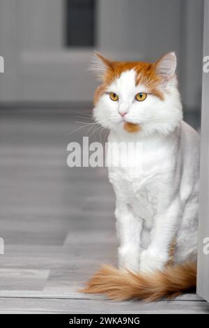 Weiße Katze mit roten Flecken sitzt auf dem Boden. Die Katze sitzt in der Tür Stockfoto