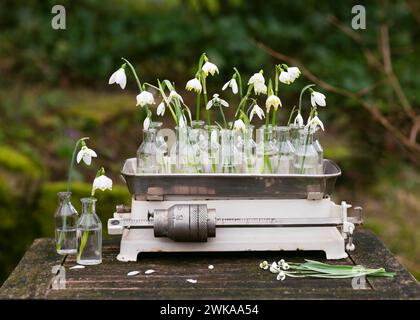 Wunderschöne Vintage-Blumenarrangements mit Frühlings-Schneeglöckchen und Schneeflocken-Blumen in den alten Glasapothekenflaschen auf einer rustikalen Küchenwaage. Stockfoto