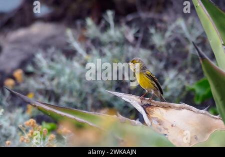 Atlantik kanarischen Inseln - Serinus canaria, Teneriffa, Kanarische Inseln, Spanien Stockfoto