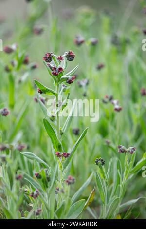 In der Wildnis blüht Cynoglossum officinale unter Gräsern. Nahaufnahme der bunten Blüten des gewöhnlichen Sedums in einem typischen Lebensraum. Stockfoto