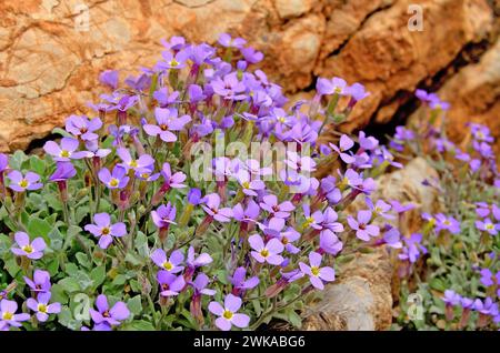 Violette Blüten von Aubrieta pinardii in der Natur im Frühling. Stockfoto