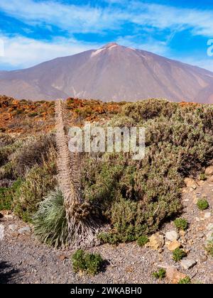 Mount Teide Vulkan höchste Gipfel in Spanien von Las Canadas del Teide National Park, Teneriffa, Kanarische Inseln, Spanien Stockfoto