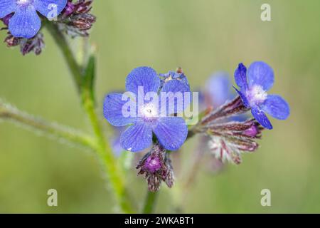 Großes blaues Alkanet (Anchusa azurea ssp. Azurea) ist eine selbstgewachsene Wildblume an felsigen, steinigen und kiesigen trockenen Hängen. Stockfoto