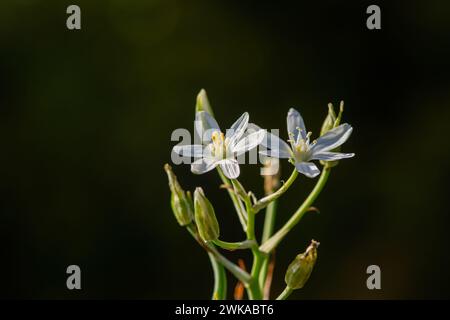 Ornithogalblüten. Schöne Blüte im Frühlingsgarten. Viele weiße Blumen von Ornithogalum. Ornithogalum umbellatum Graslilie in Blüte, kleines orn Stockfoto