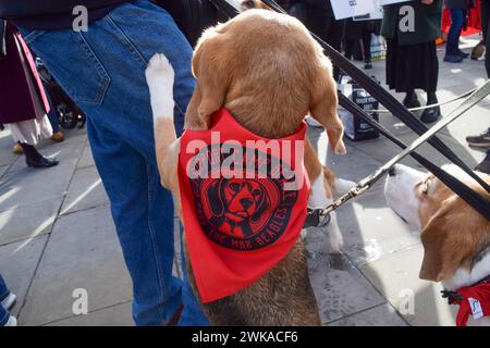 London, England, Großbritannien. Februar 2024. Beagles schließen sich dem Protest gegen Tierversuche außerhalb des Parlaments an. Camp Beagle und verschiedene Tierschutzaktivisten veranstalteten eine Demonstration, während Parlamentsmitglieder Tierversuche diskutierten. (Kreditbild: © Vuk Valcic/ZUMA Press Wire) NUR REDAKTIONELLE VERWENDUNG! Nicht für kommerzielle ZWECKE! Quelle: ZUMA Press, Inc./Alamy Live News Stockfoto