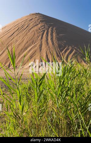 Hohe grüne Graspflanzen und ein Hügel aus braunem Sand in kommerzieller Sandgrube. Stockfoto