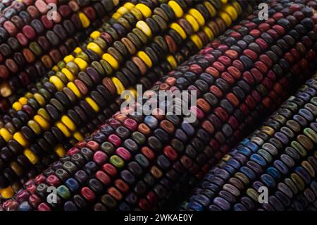 Mehrfarbige Maissamen - eine einzigartige Sorte, die von einem amerikanischen Bauern kreiert wurde. Ein Merkmal von mehrfarbigem Mais ist die Kombination der unglaublichsten Stockfoto