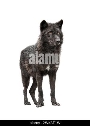 Kanadischer Wolf steht bei schneebedecktem Wetter isoliert auf weißem Hintergrund Stockfoto