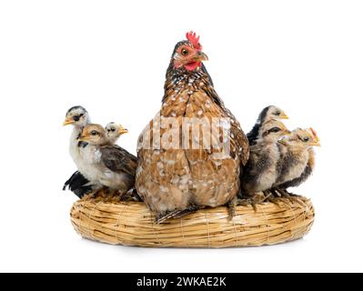 Mutterhuhn mit kleinen Hühnern, die auf einem Nest auf weißem Hintergrund sitzen Stockfoto