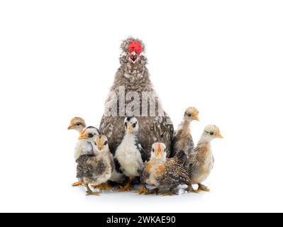 Singender Hahn mit kleinen Hühnern isoliert auf weißem Hintergrund. Stockfoto