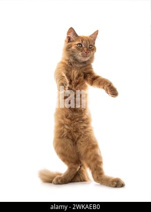 Orangene Katze, die auf ihren Hinterbeinen steht, isoliert auf weißem Hintergrund. Stockfoto