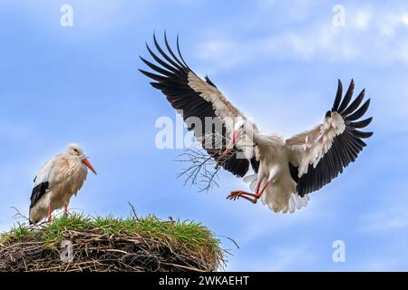 Weibchen des Weißstorchs (Ciconia ciconia) ruht beim Nestbau und männlicher Landung mit großem Ast im Schnabel zur Verstärkung des alten Nestes aus dem vorhergehenden Frühjahr Stockfoto