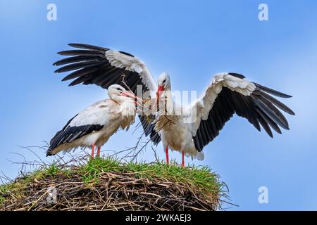 Weibchen des Weißstorchs (Ciconia ciconia) ruht beim Nestbau und männlicher Landung mit großem Ast im Schnabel zur Verstärkung des alten Nestes aus dem vorhergehenden Frühjahr Stockfoto