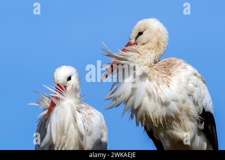 Weißstorch (Ciconia ciconia) Paar, männliche und weibliche Nahaufnahme Porträt an einem windigen Tag Stockfoto