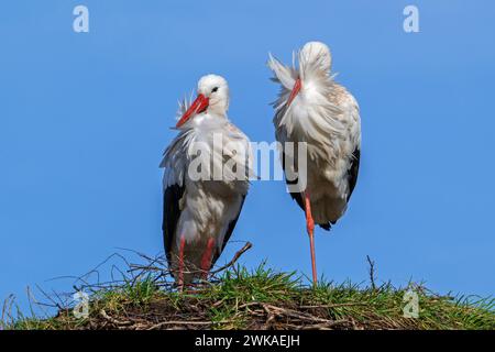 Weißstorchpaar (Ciconia ciconia), männlich und weiblich, die an einem windigen Tag auf dem alten Nest aus dem vorhergehenden Frühjahr posierten Stockfoto