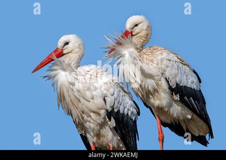 Weißstorch (Ciconia ciconia) Paar, männliche und weibliche Nahaufnahme Porträt an einem windigen Tag Stockfoto