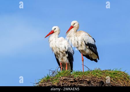 Weißstorchpaar (Ciconia ciconia), männlich auf einem Bein stehend und weiblich auf altem Nest aus dem vorigen Frühjahr Stockfoto