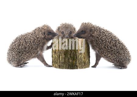 Drei Igel in der Nähe von Hanf isoliert auf weißem Hintergrund. Stockfoto