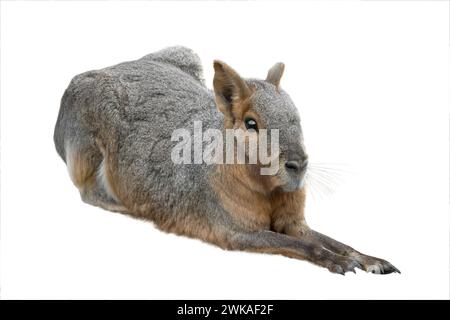 Dolichotis patagonis isoliert auf weißem Hintergrund. Stockfoto