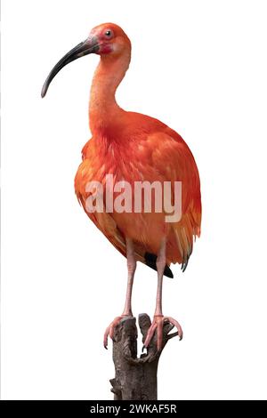 Scharlach Ibis isoliert auf weißem Hintergrund. Stockfoto