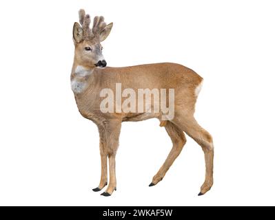 Damhirsch isoliert auf weißem Hintergrund. Stockfoto