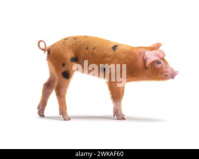 Ferkel isoliert auf weißem Hintergrund. Stockfoto