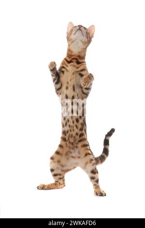 Bengalische Katze, die auf ihren Hinterbeinen steht, isoliert auf weißem Hintergrund. Stockfoto