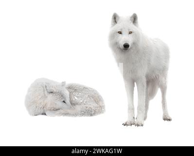 Zwei Polarwölfe liegen bei schneebedecktem Wetter auf weißem Hintergrund Stockfoto