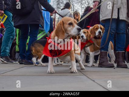 London, Großbritannien. Februar 2024. Beagles schließen sich dem Protest gegen Tierversuche außerhalb des Parlaments an. Camp Beagle und verschiedene Tierschutzaktivisten veranstalteten eine Demonstration, während Parlamentsmitglieder Tierversuche diskutierten. Quelle: Vuk Valcic/Alamy Live News Stockfoto