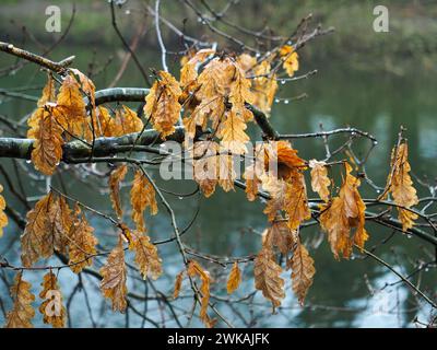 Tote Herbsteichenblätter in goldbrauner Farbe hängen an einem kleinen Baum, der vor einem Fluss mit Regenwasser tropft. Stockfoto