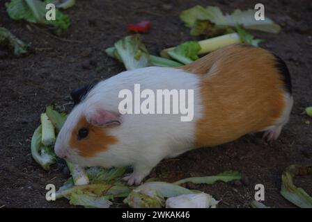 Meerschweinchen oder Hausmeerschweinchen (Cavia porcellus), auch bekannt als Cavy oder Hauskavy Stockfoto