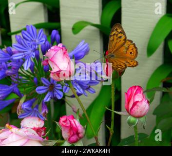 Makrobild eines orangefarbenen (gewöhnlichen braunen) Schmetterlings auf einer rosa Rose mit violettem Agapanthus und einem Streifenzaun im Hintergrund, NSW, Australien. Stockfoto