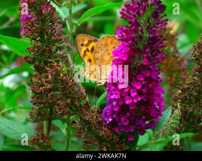 Makrobild eines zarten orangen Schmetterlings auf einem lila Schmetterlingsstrauch, NSW, Australien. Stockfoto