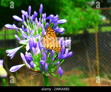 Makrobild eines zarten orangen (gewöhnlichen braunen) Schmetterlings, der auf violetten Agapanthus in einem wunderschönen Garten, NSW, Australien, ruht. Stockfoto