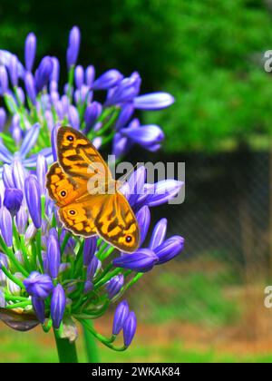 Makrobild eines zarten orangen (gewöhnlichen braunen) Schmetterlings, der auf violetten Agapanthus in einem wunderschönen Garten, NSW, Australien, ruht. Stockfoto