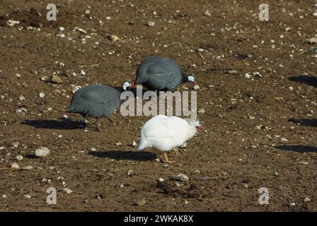 Albino und Wildmorph des Helmguineafuhs (Numida meleagris) aus der Familie der Guineafuhvögel, Numididae, und das einzige Mitglied der Gattung Numida. Stockfoto