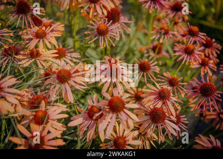 Eine lebendige wachsende Patch von Echinacea Purpurea auch bekannt als Sonnenhut. Stockfoto