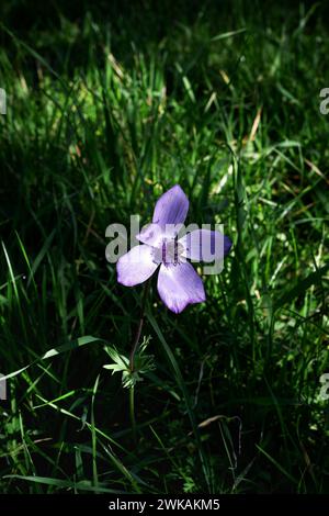 Lila Anemonenblume im Gras an einem sonnigen Tag Stockfoto