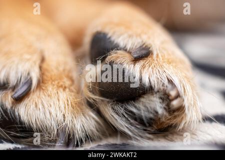 White Dog Pfote zu Hause Nahaufnahme, Makrofoto Stockfoto