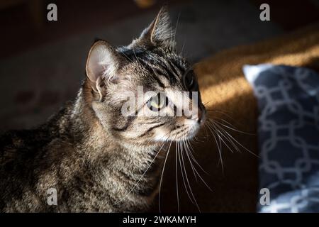 Graue Katze, die neugierig aufblickt. Porträt einer blauäugigen Katze auf einem gelben Teppich. Stockfoto